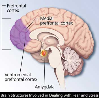 amygdala-prefrontal-cortex